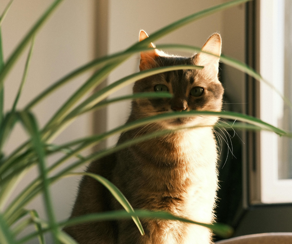 Cat Behind Plant